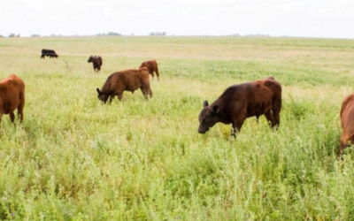 En un panorama de sequía, ¿cómo recuperar la oferta forrajera? La mirada de los técnicos del INTA.