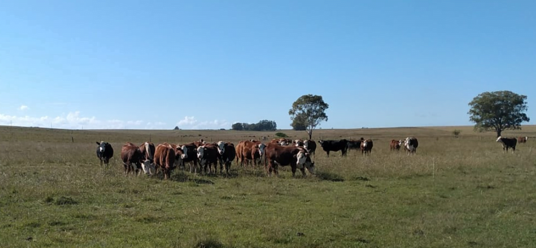 Cierra un año ganadero con fuerte caída de ingresos.