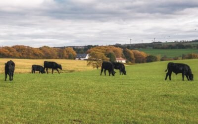 El miércoles comienza el remate 270 de Plaza Rural con más de 13.000 vacunos.
