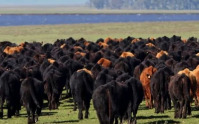 Hoy comienza el remate de Plaza Rural.