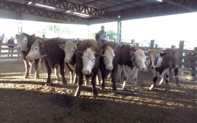 Con Ricardo Bachino Grosso, ajustada al momento la pista de Ortiz.