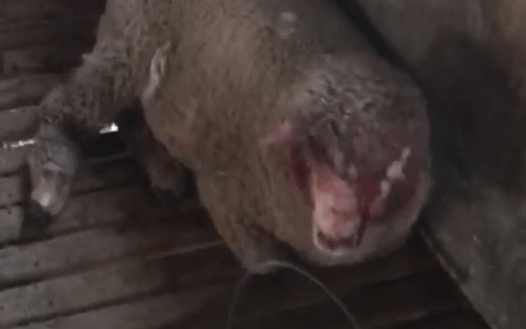 ARU expresa solidaridad con productor cuyos ovinos fueron atacados por perros y cuestionó el desempeño del INBA.