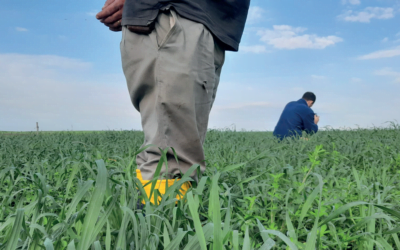 Continúa vigente la advertencia por potenciales intoxicaciones de nitratos.