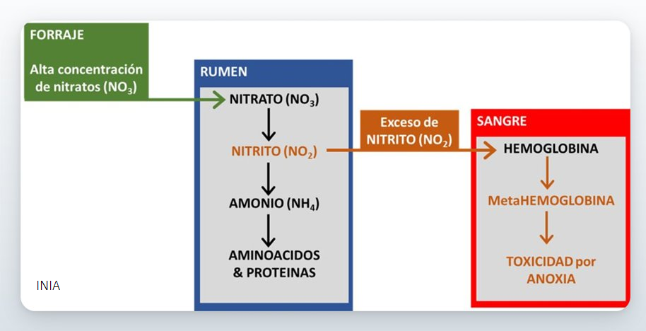 Inia Apuntes Sobre Intoxicación Por Consumir Forraje Con Alta Concentración De Nitratos Todo 8770