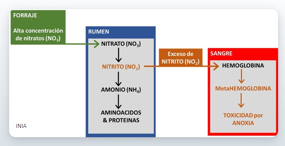 Inia Apuntes Sobre Intoxicación Por Consumir Forraje Con Alta Concentración De Nitratos Todo 8503