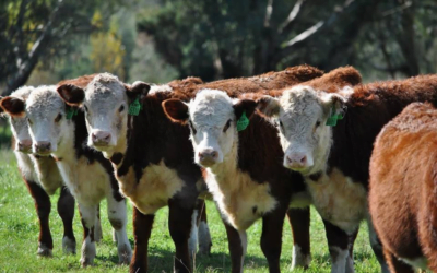 Plaza Rural vendió más de 16.000 vacunos.