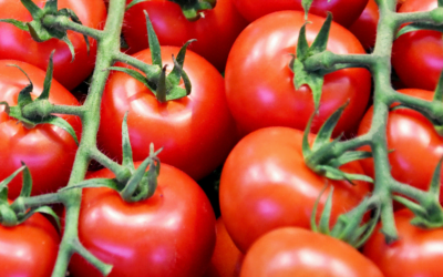 Mercado granjero: presión de precios a la baja en tomates