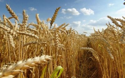 Fuertes lluvias afectan el trigo chino, productores se enfrentan a un desastre.