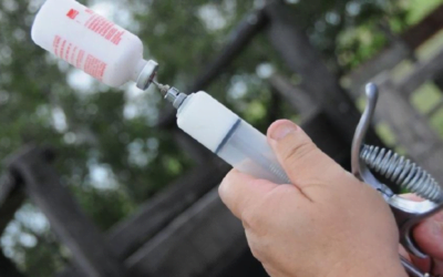 Comenzó la logística de entrega de vacunas contra la fiebre aftosa en todo el país