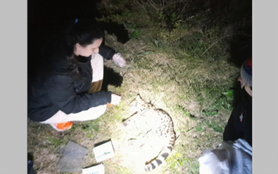 Apareció el felino margay que se buscaba para investigar.