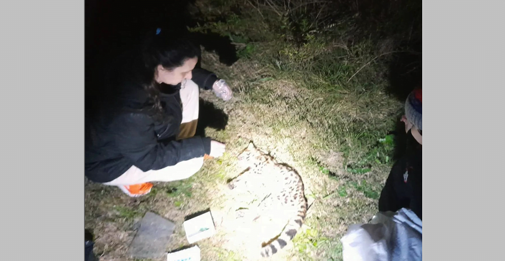 Apareció el felino margay que se buscaba para investigar.