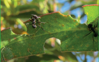 Martín Bollazzi: “Las hormigas cortadoras son la plaga más perjudicial de la forestación”.