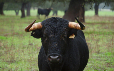 Argentina. Más novillitos ingresando a los corrales y menos en las plantas de faena.