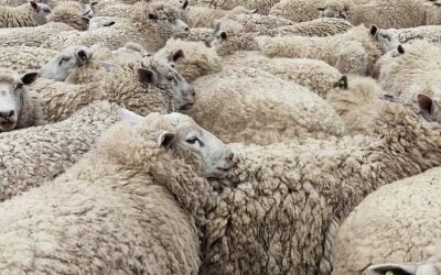 En la última semana de ventas en Australia, el promedio de la lana se mantuvo sin cambios.