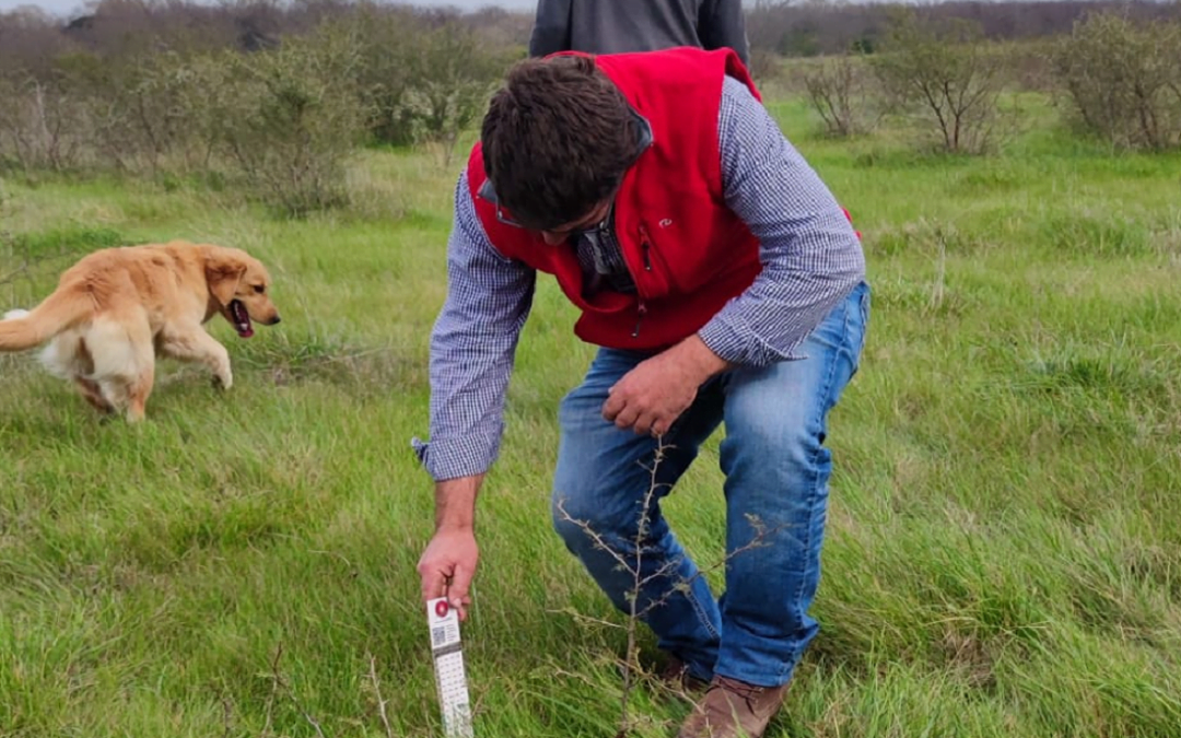 Baja la disponibilidad de forraje: “Se agudizó la situación crítica”.