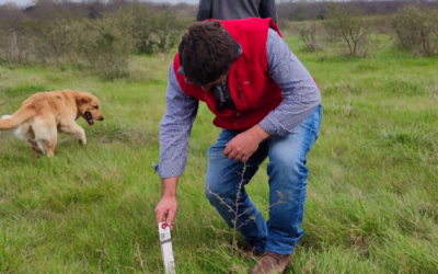 Baja la disponibilidad de forraje: “Se agudizó la situación crítica”.