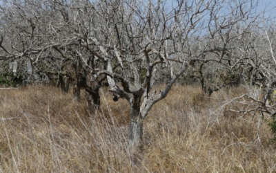 Plan de apoyo al sector frutícola ante la emergencia agropecuaria.