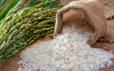 El arroz enfrenta una leve caída en 2026/2027.