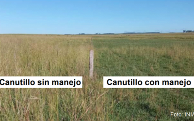 Canutillo, de villano a héroe.