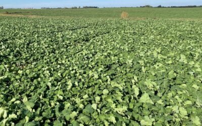 Cultivos de invierno en un invierno “sumamente atípico”; los comentarios de Alexis González.