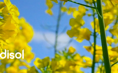 Fadisol avanza en su plan colza con destino Chile y espera incorporar nuevos productores.