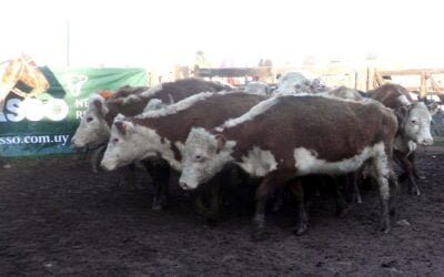 Gustavo Basso Negocios Rurales con exitoso primer remate en Cuchilla de Silvera.