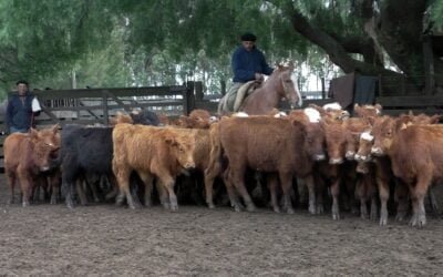 Gustavo Basso Negocios Rurales tuvo agilidad y valores tonificados en Cuchilla de Silvera.
