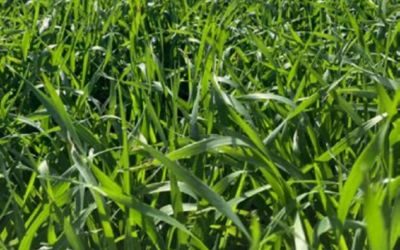 Estado del trigo y la cebada, ambos cultivos representan la mayor área de invierno.