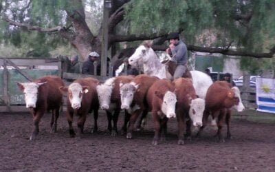 José María Clavijo Negocios Rurales: Más animada la pista de Don Bernardo.