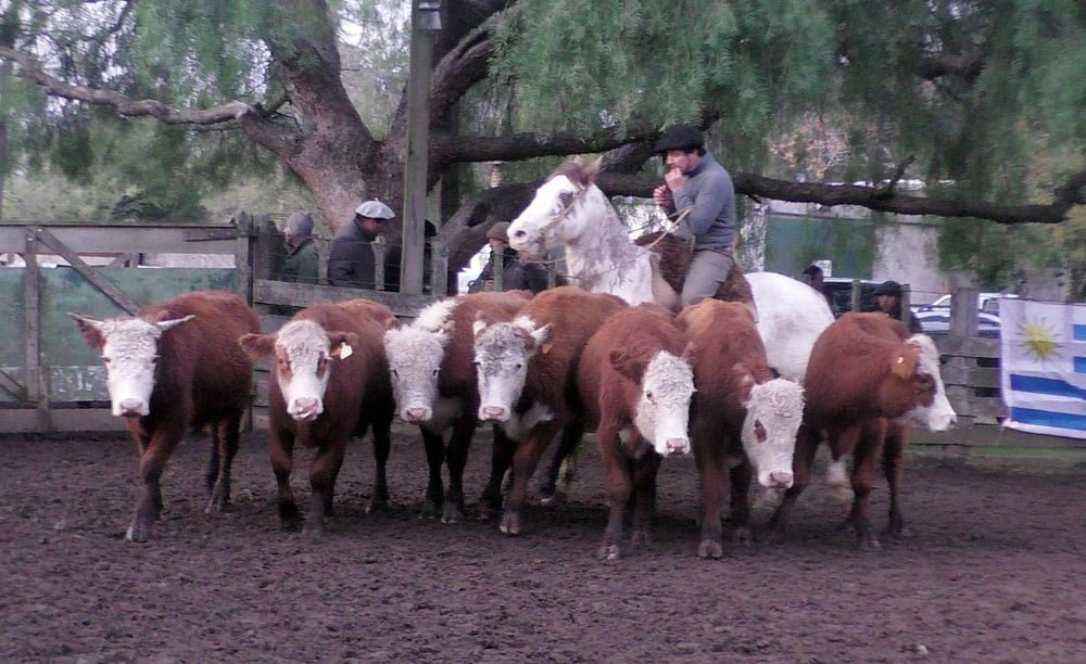 José María Clavijo Negocios Rurales: Más animada la pista de Don Bernardo.