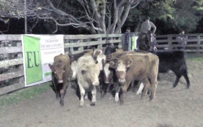 Eduardo Umpiérrez Negocios Rurales tuvo un mercado ajustado al momento.