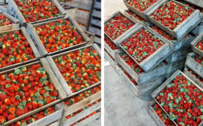 Crece la presencia de la frutilla en el mercado local.