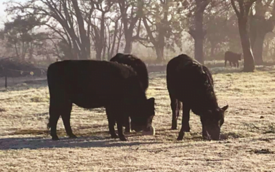 Después de las lluvias, llegaron las heladas.