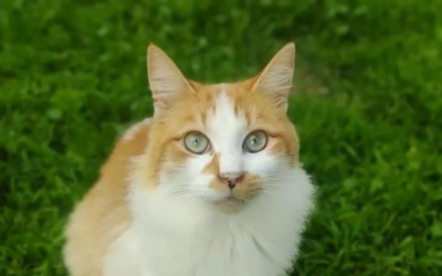 Detectan cepa de gripe aviar más virulenta y capaz de infectar mamíferos.