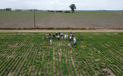 Todos hablan de la soja, pero la clave está en el fósforo.