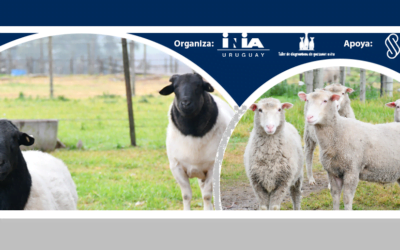 El 8vo. Taller de Gestación en Ovinos incluirá muestras y novedades para facilitar la producción.