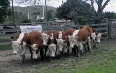 Con Manuel F. Porta, La Querencia fue más ágil y con precios en leve repunte.