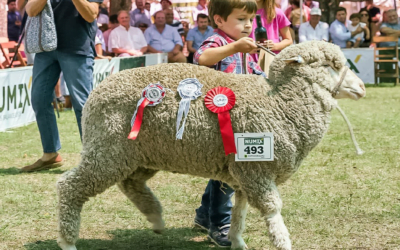 La Sociedad Rural de Durazno sobre los perros y las ovejas: “Ya no podemos esperar más”.