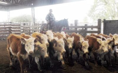 Ricardo Bachino Grosso, con una pista más animada en Ortiz.