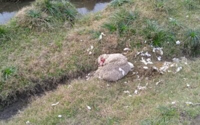 ¿Qué costo tienen los perros depredadores para la ganadería nacional?