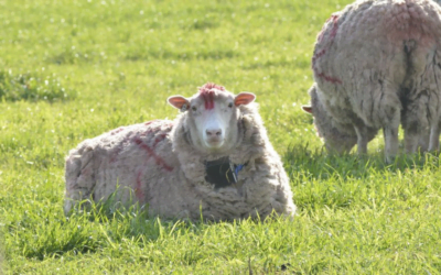 Ovinos podrían usar tecnología como protección ante depredadores.