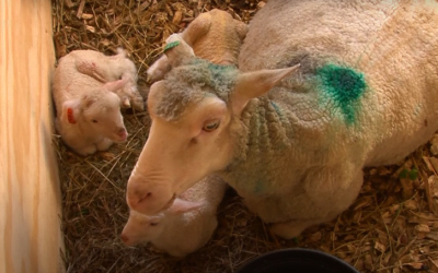 Uruguay bajo riesgo alto y crítico para corderos.