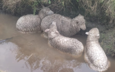 ¿No somos capaces de encarar el tema?