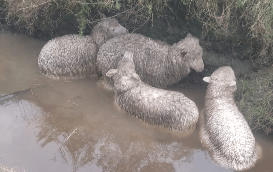 ¿No somos capaces de encarar el tema?