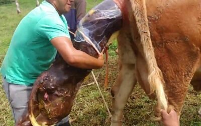 Dr.  Artía: La buena aplicación de tecnologías favoreció el índice de preñez.