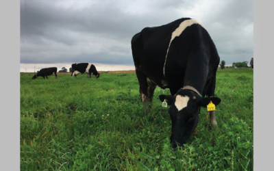 “Innovación para la gestión del pasto”, el proyecto que busca incrementar la cosecha de pasto para pastoreo y reservas