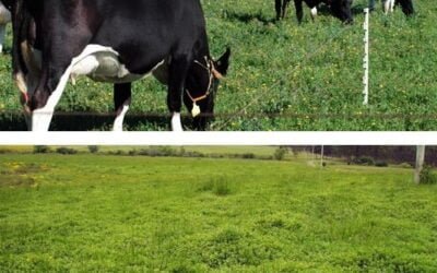 INIA ofrece capacitación en metodología 3R de gestión del pastoreo.