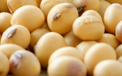 Mercado de granos: informe de David Dufour.