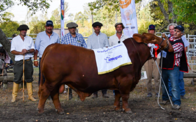 Mañana comienza la primer Gira Anual Brangus.