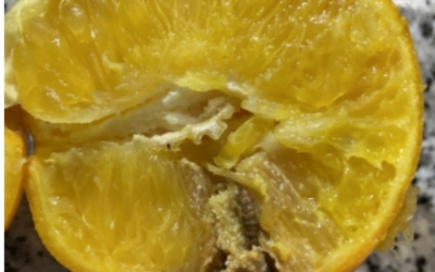 Se agrava la guerra comercial citrícola entre la UE y Sudáfrica generada en problemas sanitarios.